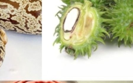 Castor Oil: Discover the Transformative Effects After Just 7 Days