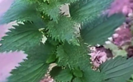 Drinking tea can help you stay young because it rejuvenates and nourishes cells all over your body