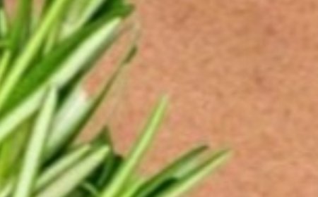 Stop Shaving! Here’s How to Permanently Get Rid of Facial, Body, and Pubic Hair with Rosemary