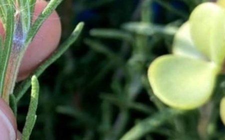 Put Rosemary on the Back of Your Neck, and You Will Be Shocked at What Will Happen