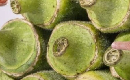 Okra: The Secret to Healing Your Body