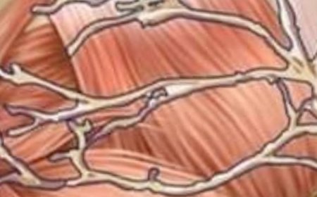 Benefits of Papaya Leaves & How to Process Them as Medicine