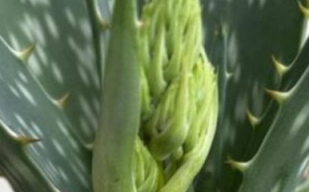 Discover the Natural Wonders of Aloe Vera