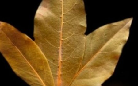 Unbelievable! Bay Leaves for Hair Growth: A Natural Boost for Bald Spots