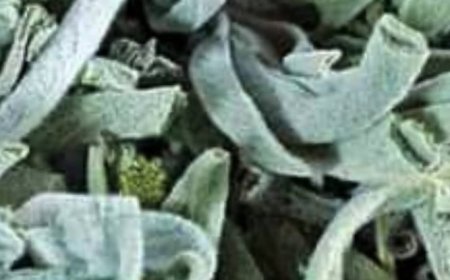 Death Begins in the Intestines! Why Die If You Have This Plant? Discover the Benefits of Sage