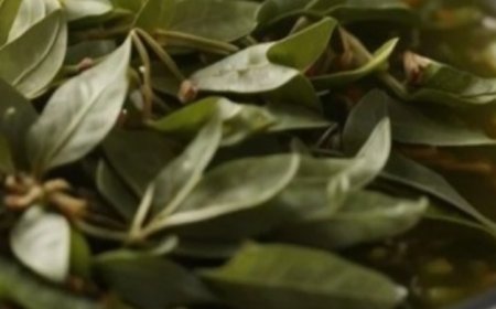 The Surprising Benefits of Drinking Boiled Bay Leaf Water