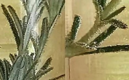 This Liquid Cleans Blood Vessels, and Cholesterol is as if it Never Existed: Rosemary Tea