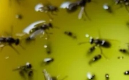 With warmer days ahead, I swear by this trick to getting rid of all the flies, mosquitoes, and bugs