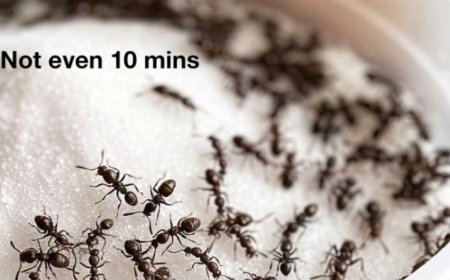 As the weather heats up, I always go for this trick to getting rid of pesky ants