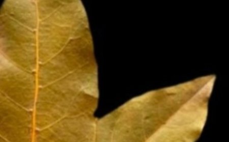 Labyrinthitis, Tinnitus, and Dizziness Will Disappear: Avoid Hearing Loss Naturally with Bay Leaves