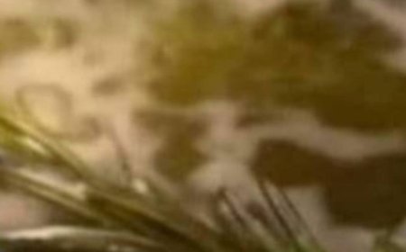 Unleash the Aromatic Magic of Rosemary in Your Home