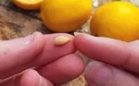 When squeezing lemons, do not make the mistake of discarding the seeds – They are worth their weight in gold
