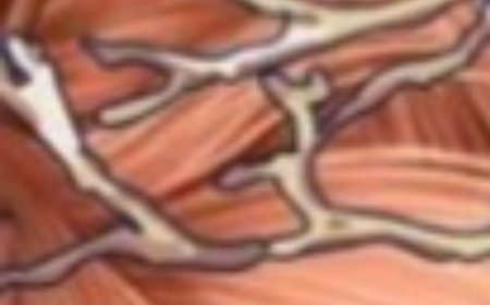 Benefits of Papaya Leaves & How to Process Them as Medicine