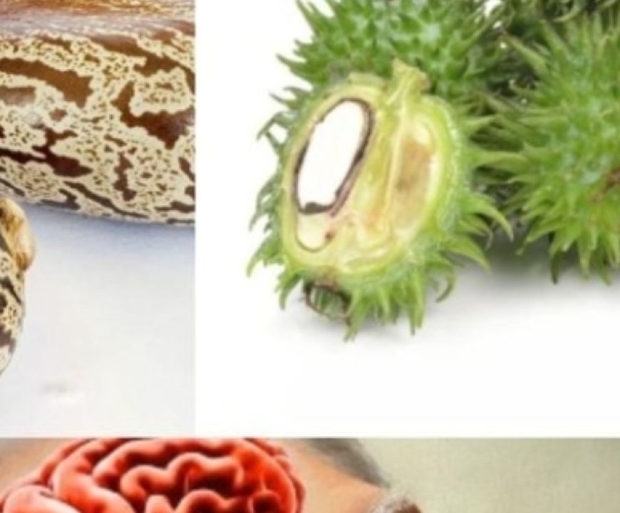 Castor Oil: Discover the Transformative Effects After Just 7 Days