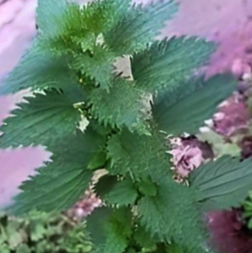 Drinking tea can help you stay young because it rejuvenates and nourishes cells all over your body