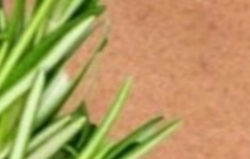 Stop Shaving! Here’s How to Permanently Get Rid of Facial, Body, and Pubic Hair with Rosemary