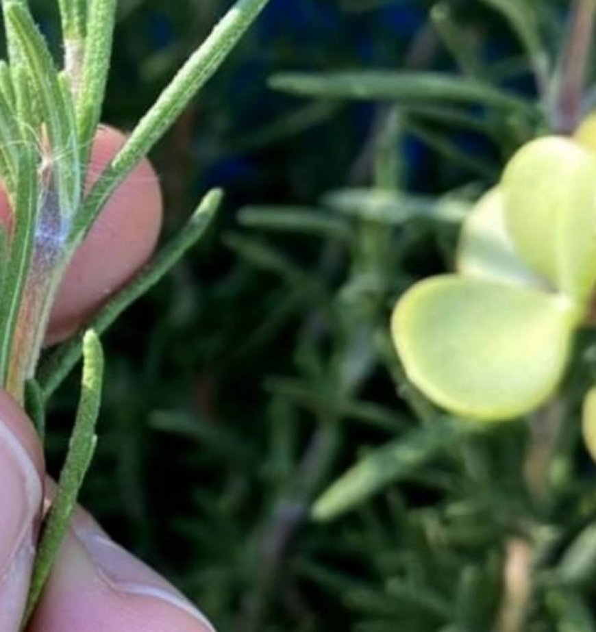 Put Rosemary on the Back of Your Neck, and You Will Be Shocked at What Will Happen