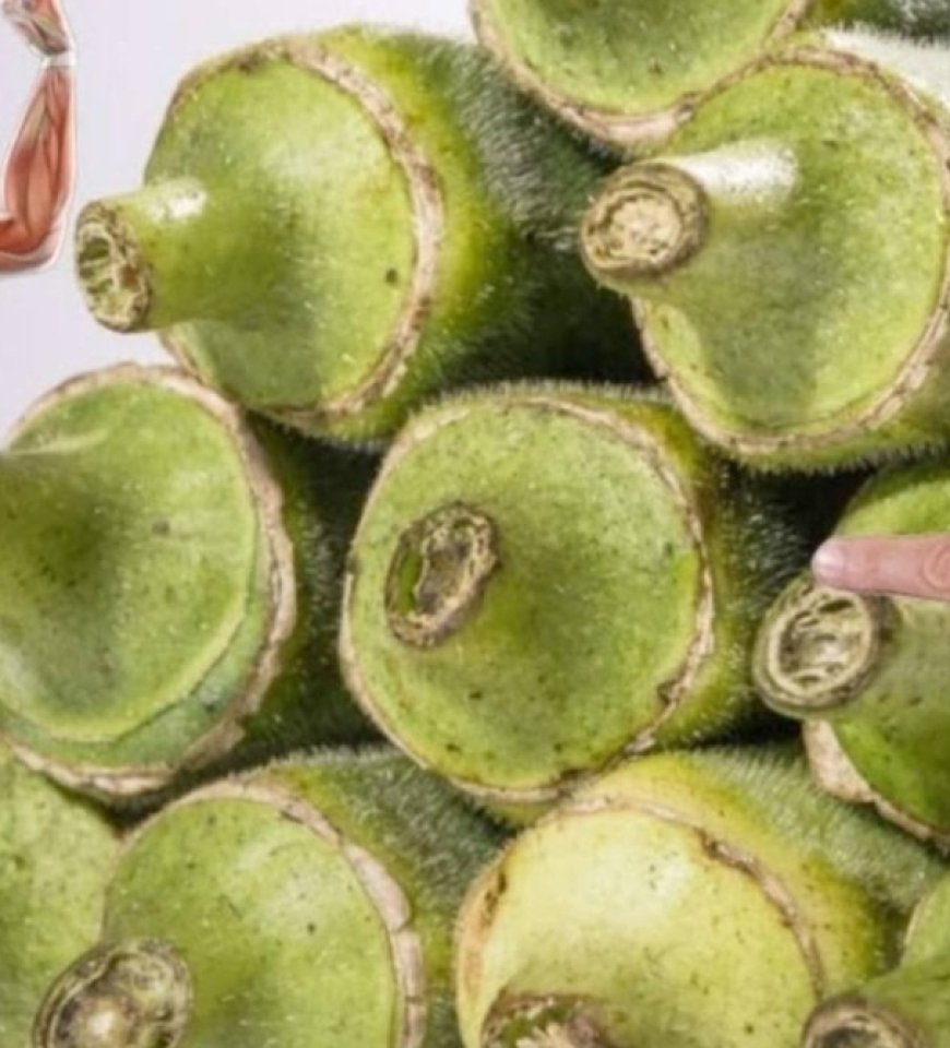 Okra: The Secret to Healing Your Body