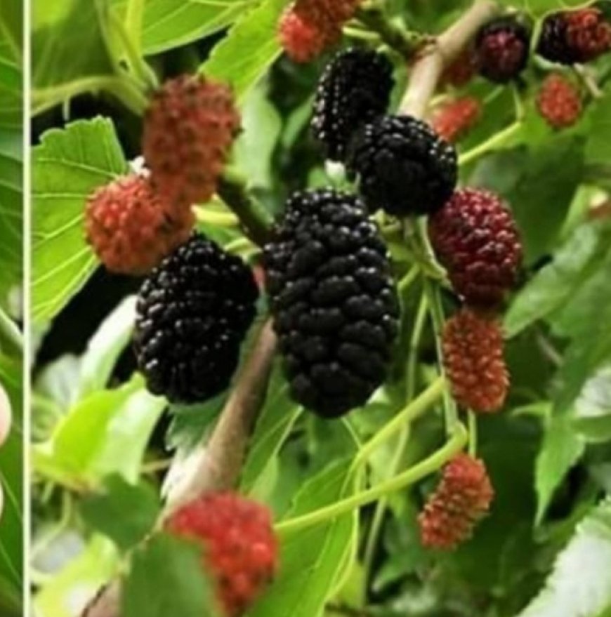 The Mighty Mulberry: A Homesteader’s Best Friend