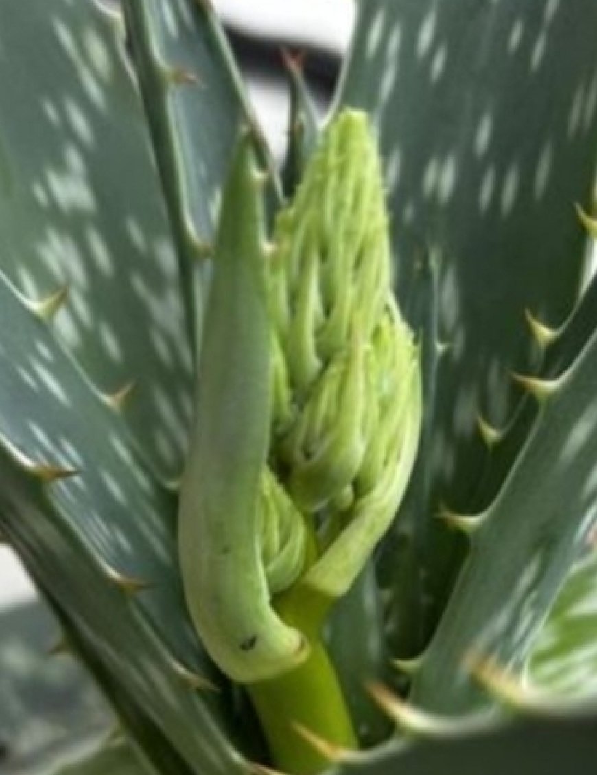 Discover the Natural Wonders of Aloe Vera