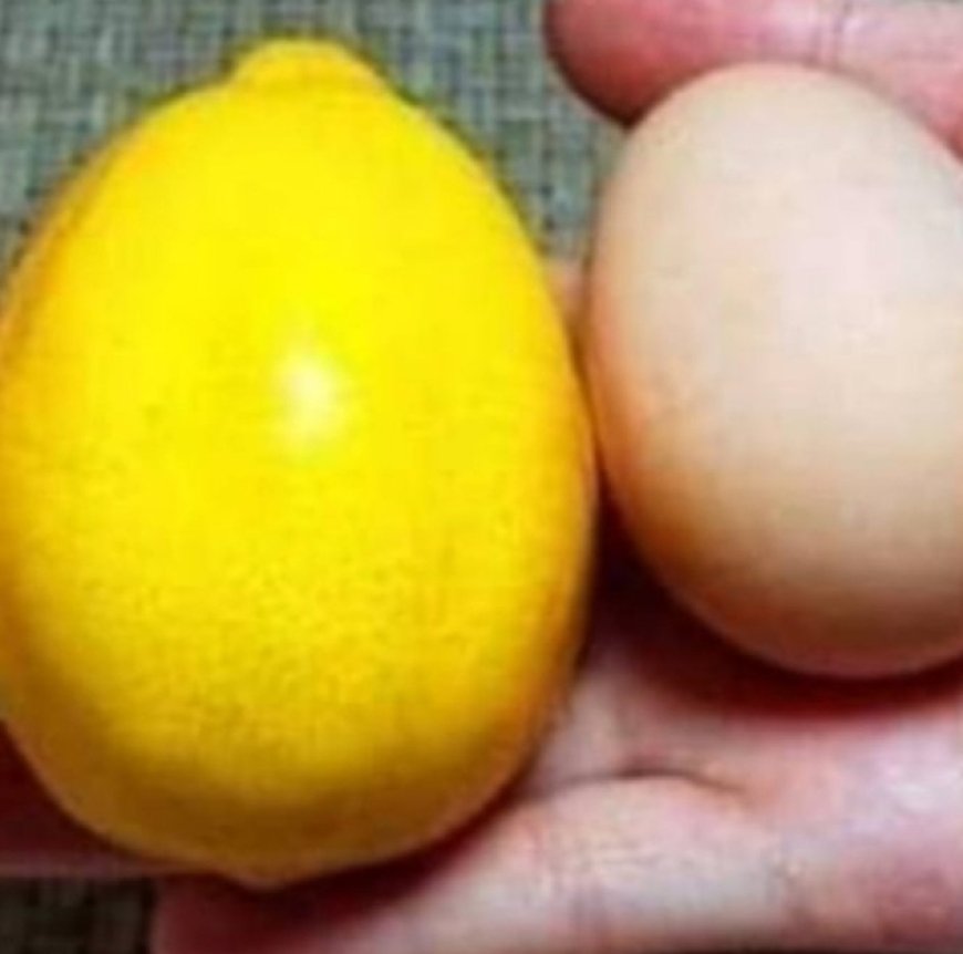 Unlocking Radiance and Rejuvenation: The Power of Lemon and Egg