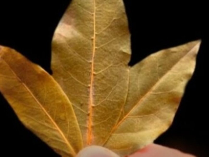 Unbelievable! Bay Leaves for Hair Growth: A Natural Boost for Bald Spots