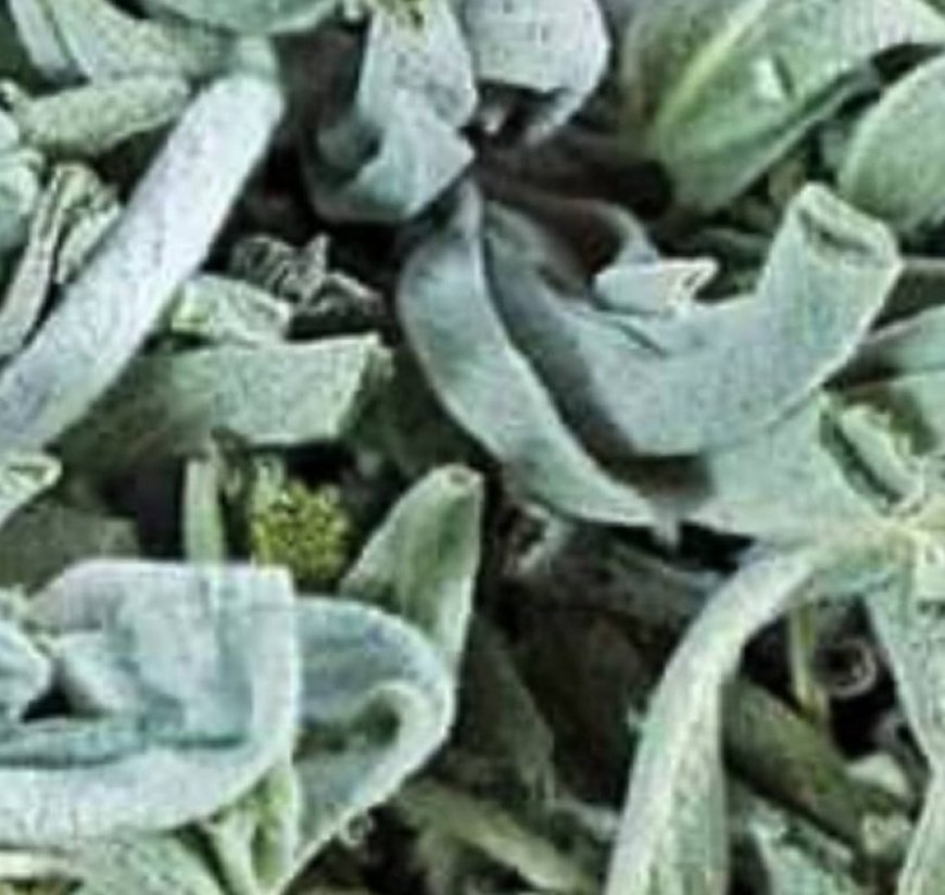 Death Begins in the Intestines! Why Die If You Have This Plant? Discover the Benefits of Sage