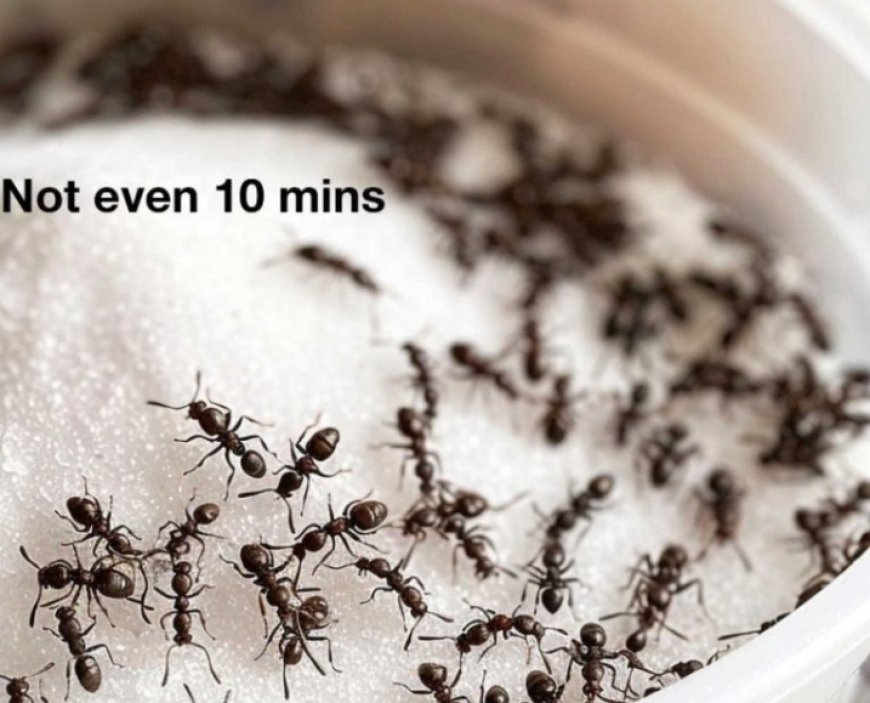 As the weather heats up, I always go for this trick to getting rid of pesky ants