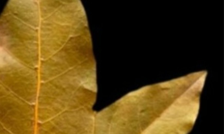 Labyrinthitis, Tinnitus, and Dizziness Will Disappear: Avoid Hearing Loss Naturally with Bay Leaves