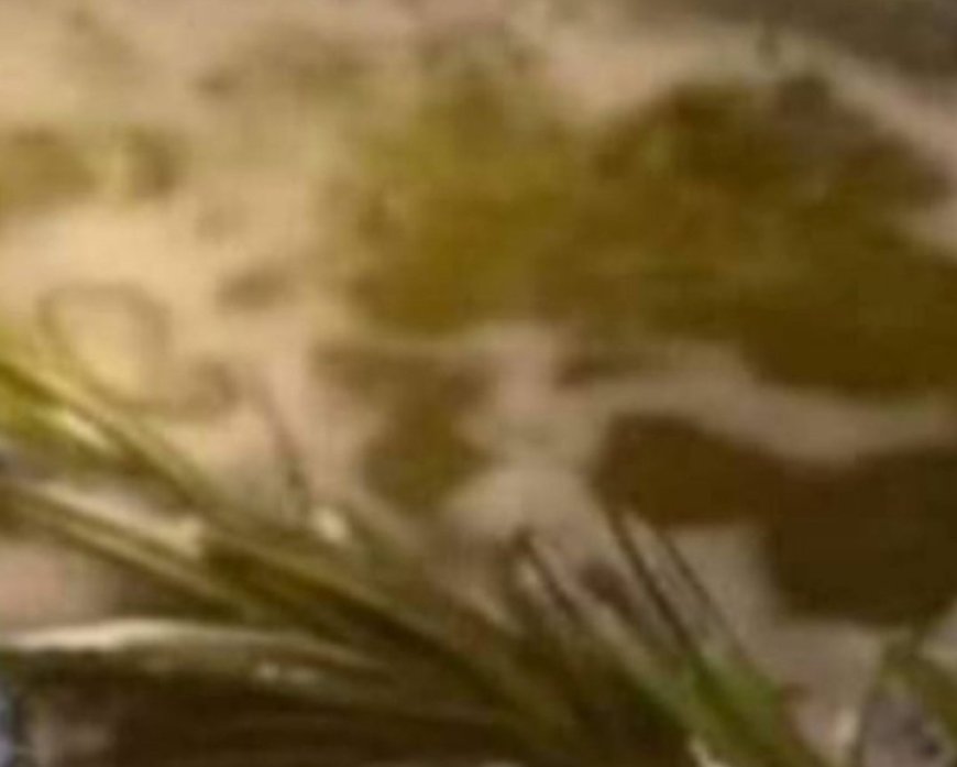 Unleash the Aromatic Magic of Rosemary in Your Home