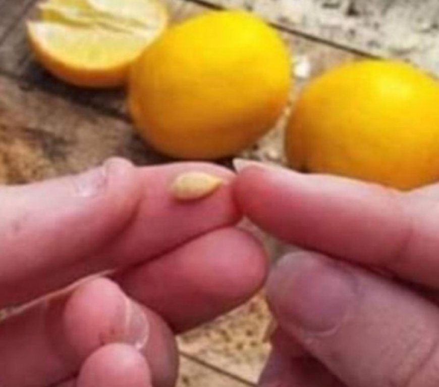 When squeezing lemons, do not make the mistake of discarding the seeds – They are worth their weight in gold