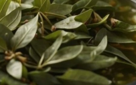 The Surprising Benefits of Drinking Boiled Bay Leaf Water
