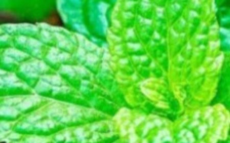 Mint: The Natural Repellent You Need in Your Home