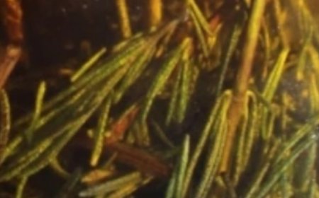 Unlock the Power of Rosemary: DIY Memory-Boosting Elixir