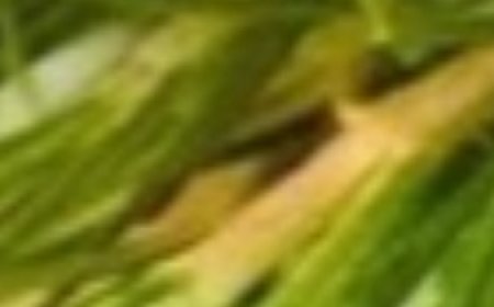 Discover the Healing Power of Rosemary: Natural Wellness in Your Home