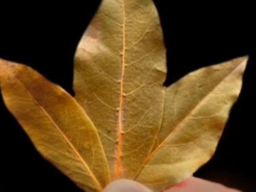 Unbelievable! Bay Leaves for Hair Growth: A Natural Boost for Bald Spots
