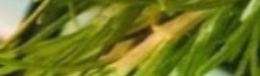 Discover the Healing Power of Rosemary: Natural Wellness in Your Home