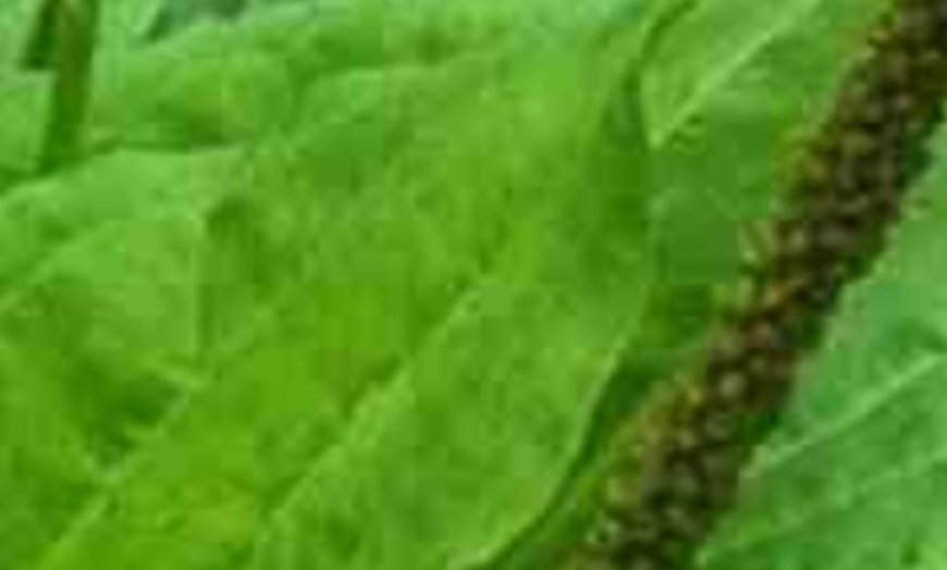 The Incredible Healing Power of Plantago Major (Broadleaf Plantain)