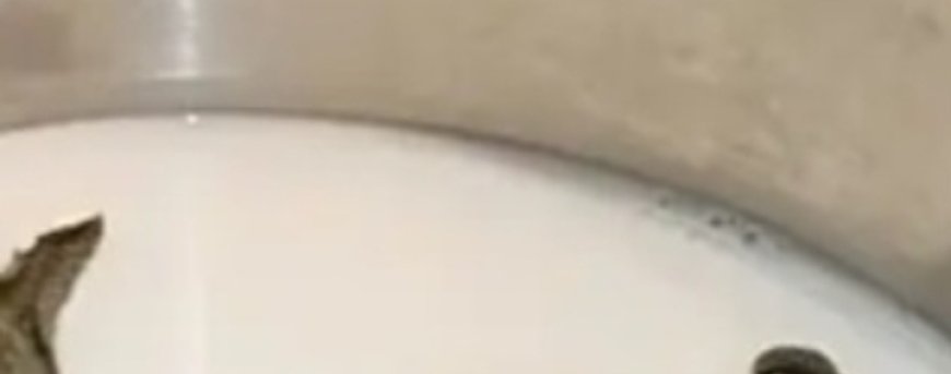 Bay Leaf, Milk, and Honey Remedy for Coughs and Congestion: A Must-Remember Recipe!