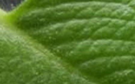 The Miracle Herb for Vision: A Natural Solution for Cataracts and Eye Health