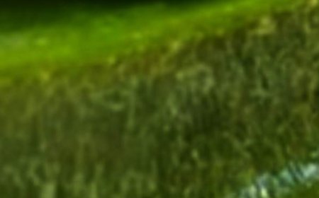 Hair Grows Like Crazy and Stops Falling Out: The Magic of Aloe Vera for Hair