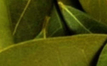 Exploring the Benefits of Bay Leaves for Skin: Natural Anti-Aging Properties