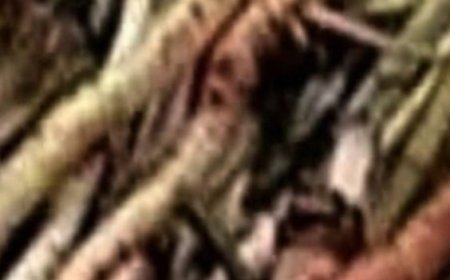 The Powerful Plant That May Support Cancer Treatment: A Closer Look at the Benefits of the Greater Burdock Root