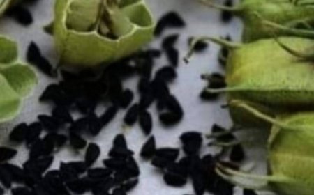 Discover the Amazing Health Benefits of Black Cumin Seeds
