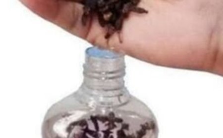 Homemade Clove and Baby Oil Repellent: A Natural Solution