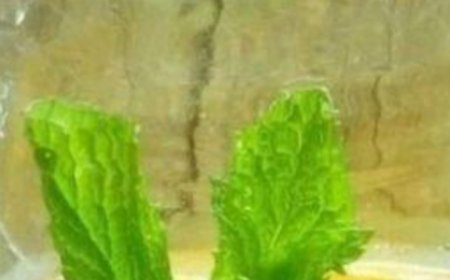 The Ultimate All-Natural Detox Drink: Cleanse and Refresh Your Body