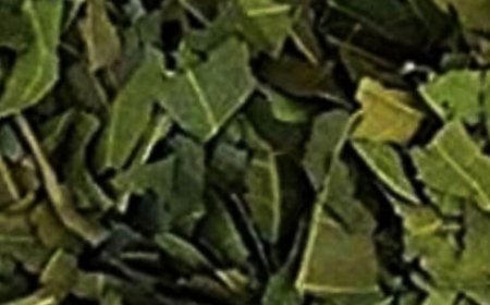 ncredible! The Tea That Improves Vision, Controls Diabetes, and Lowers Cholesterol