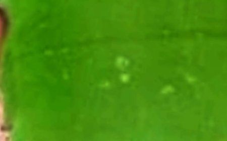 Unlock Radiant Skin with Aloe Vera and Castor Oil: A Timeless Skincare Guide