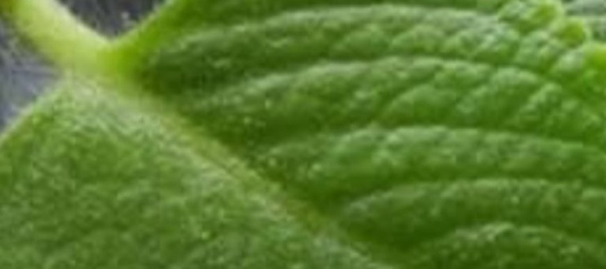 The Miracle Herb for Vision: A Natural Solution for Cataracts and Eye Health