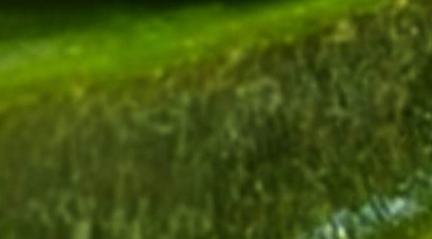 Hair Grows Like Crazy and Stops Falling Out: The Magic of Aloe Vera for Hair